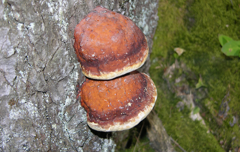 Ritrovamenti 03/07/2009